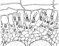 Gymnosporangium clavariaeforme (Jacq.) DC. Abb0998b (Gäumann 1959, Rostpilze Mitteleuropas).png