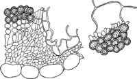 Melampsora alpina Juel. Abb0145 (Gäumann 1959, Rostpilze Mitteleuropas).png
