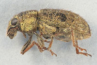 Sitona hispidulus1.jpg