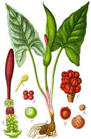 Arum maculatum Sturm63.jpg