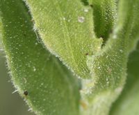 Calendula arvensis leaf (09).jpg