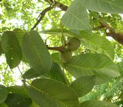 Fruits of Juglans regia L.