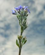 Inflorescence of Veronica alpina L.