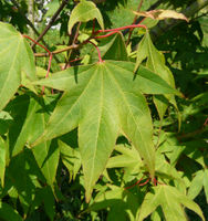 Acer oliverianum Pax – Photo: Andrea Moro 2008, Dryades TSB56719.jpg