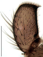 Leptosciarella cerifera Gonostylus KH1215.jpg