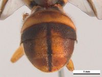 Bactrocera cacuminata PaDIL136216d.jpg