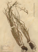 Carex muricata herbarium (2).jpg