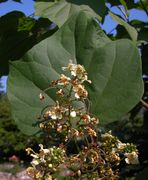 Catalpa bignonioides Walter