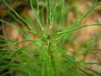 Equisetum pratense JuliaKruse 3.jpg