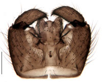 Leptosciarella opaca Hypopygium KH1716.jpg