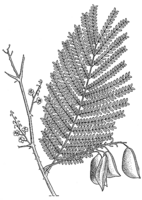 Linedrawing Caesalpinia sappan.gif