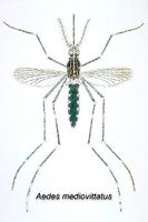 Aedes mediovittatus CDC.jpg