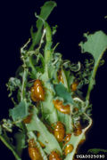 Aphthona flava IPM0025090.jpg