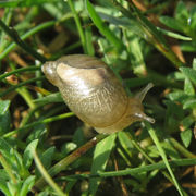 Schnecken: Bernsteinschnecke