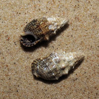 BEQ3E SC Cerithium.jpg