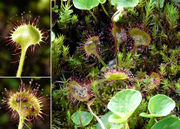 Morphological summary of  Drosera rotundifolia L. (photo Andrea Moro)