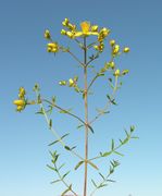 Overview of Hypericum perforatum L. subsp. perforatum (photo Andrea Moro 2007)