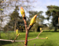 Acer ginnala Maxim. – Photo: Andrea Moro 2009, Dryades TSB62885.jpg