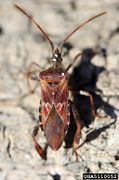 Leptoglossus occidentalis IPM5110052.jpg