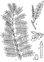 Linedrawing Indigofera arrecta.gif