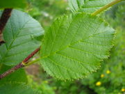 Alnus alnobetula JuliaKruse 2.jpg