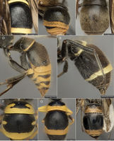 Ancistrocerus (10.3897-zookeys.718.21096) Figure 4.jpg