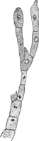 Chrysomyxa abietis (Wallr.) Ung. Abb0087b (Gäumann 1959, Rostpilze Mitteleuropas).png