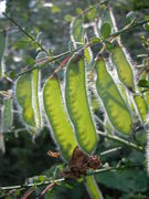 Cytisus scoparius-0506.JPG