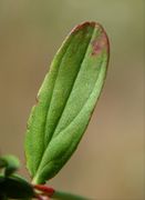 Leaf of Hypericum perforatum L. subsp. perforatum (photo Andrea Moro 2004)