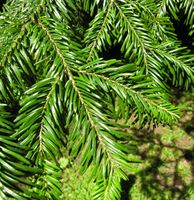 Abies nordmanniana (Steven) Spach – Photo: Andrea Moro 2007, Dryades TSB45425.jpg