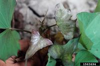 Fusarium lateritium IPM1563694.jpg