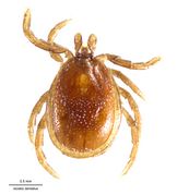 Ixodes dentatus DigCommons.jpg