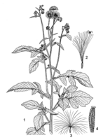 Linedrawing Crassocephalum crepidioides.gif