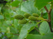 Alnus alnobetula JuliaKruse 1.jpg