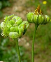 Calendula arvensis fruit (09).jpg