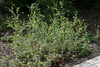 Calendula arvensis plant (13).jpg