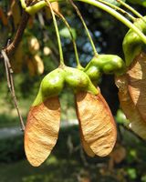 Acer hyrcanum Fisch. & C.A.Mey. – Photo: Andrea Moro 2007, Dryades TSB47405.jpg