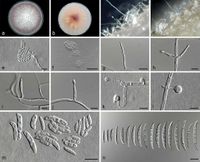 Fusarium triseptatum Persoonia 2019.jpg