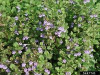 Glechoma hederacea IPM5447741.jpg