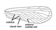 Phenice quadrimaculata forewing.jpg