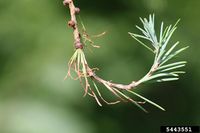 Pristiphora erichsonii IPM5443551.jpg