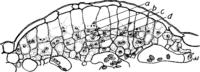 Cronartium ribicola J. C. Fisch. Abb0075 (Gäumann 1959, Rostpilze Mitteleuropas).png