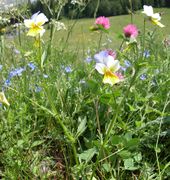 Habit of Viola tricolor L. s.l. (photo Andrea Moro 2003)