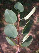 Amelanchier ovalis Medik.