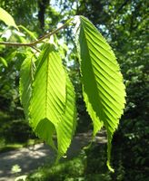 Acer carpinifolium Siebold & Zucc. – Photo: Andrea Moro 2007, Dryades TSB45404.jpg