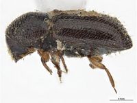 Xyleborus seriatus PaDIL142785b.jpg