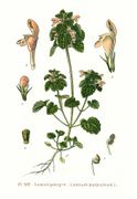 262 Lamium purpureum L.jpg