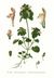 262 Lamium purpureum L.jpg