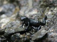 Alpensalamander, Salamandra atra 2.JPG