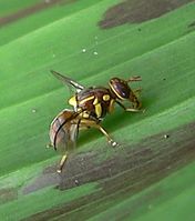 Bactrocera invadens cropped.jpg